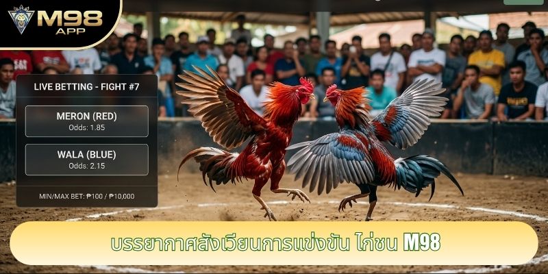 บรรยากาศสังเวียนการแข่งขัน ไก่ชน M98
